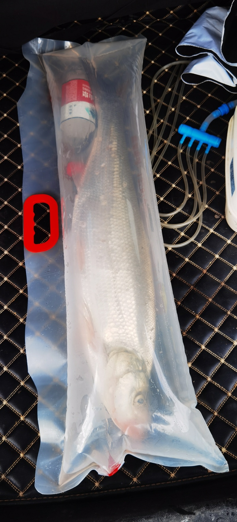泽雅山鸿宇有鱼。全水库鱼。