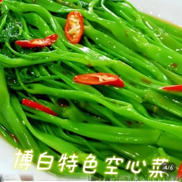 博白蕹菜