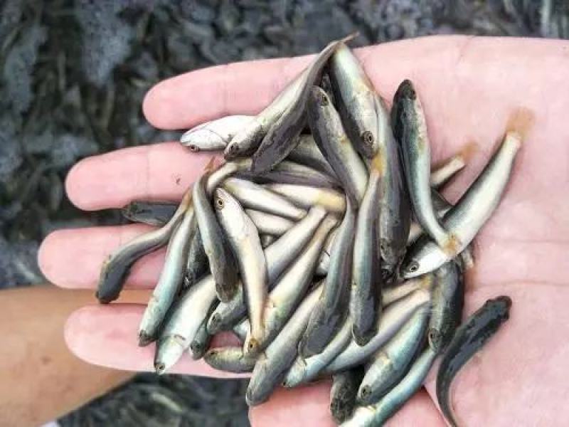 《热卖》金边白乌鱼苗鱼场孵化提供技术指导专车送货上门
