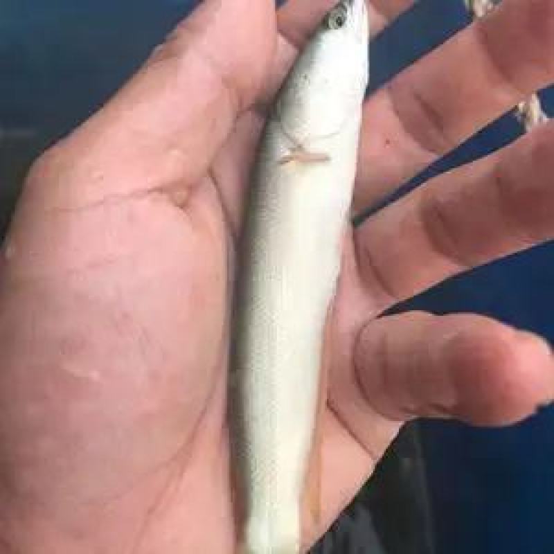 《热卖》金边白乌鱼苗鱼场孵化提供技术指导专车送货上门