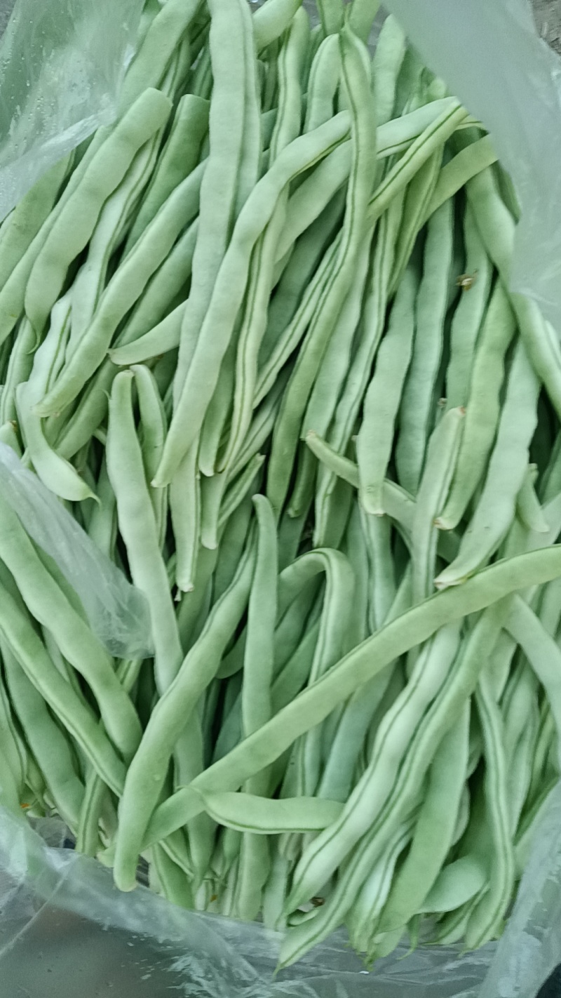 白条豆角