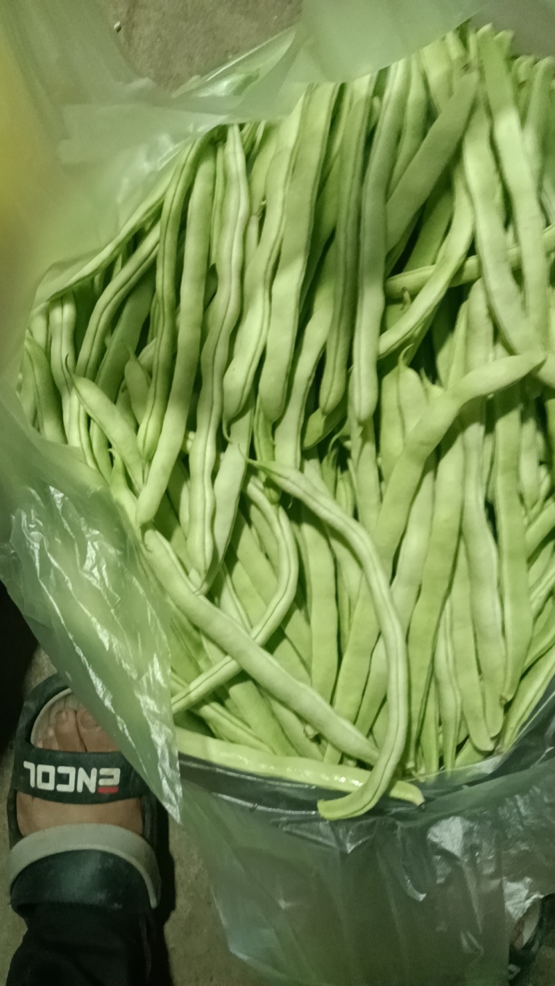 白条豆角