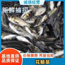 花白鲢鱼苗放养水库鱼塘优质鱼苗提供送货上门货到付款