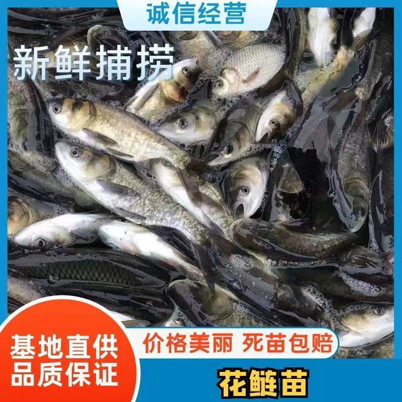 花白鲢鱼苗放养水库鱼塘优质鱼苗提供送货上门货到付款