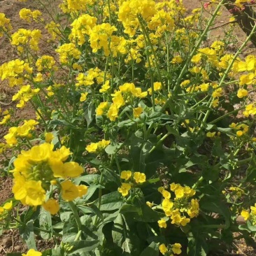 川油45矮杆油宝油菜种子甘蓝型油菜籽杂交高产高油秋播