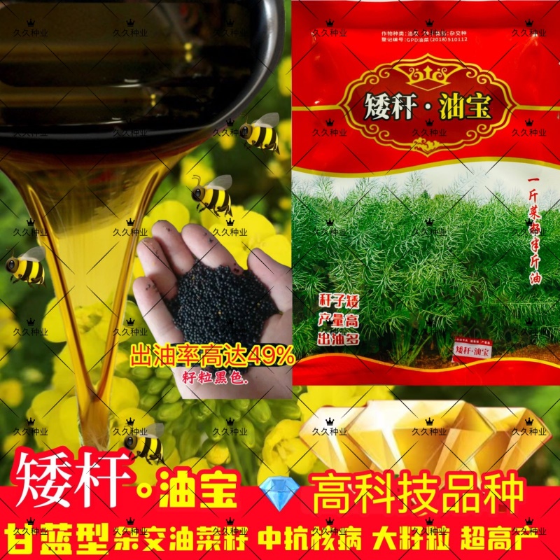 川油45矮杆油宝油菜种子甘蓝型油菜籽杂交高产高油秋播