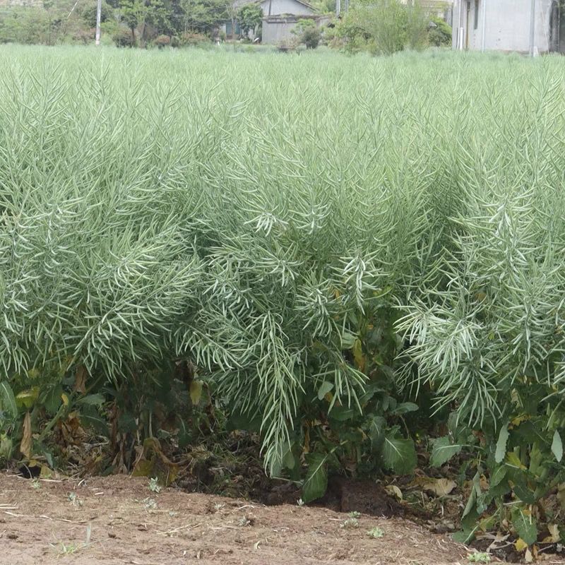 川油45矮杆油宝油菜种子甘蓝型油菜籽杂交高产高油秋播