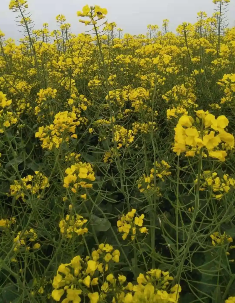 川油45矮杆油宝油菜种子甘蓝型油菜籽杂交高产高油秋播