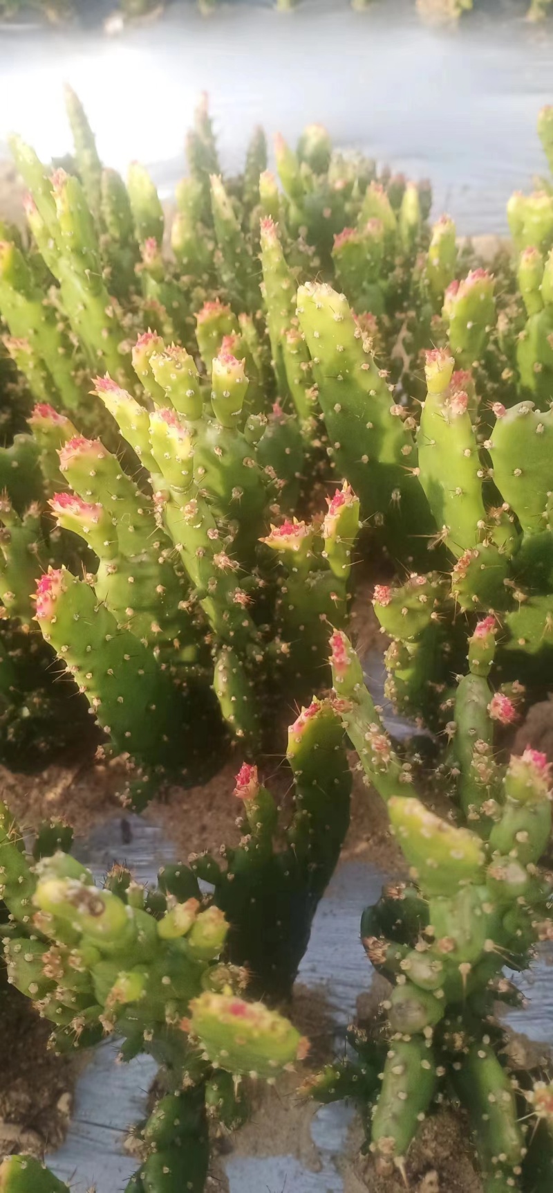 千手观音盆栽植物室内阳台绿植花卉仙人掌类千佛手多肉批发