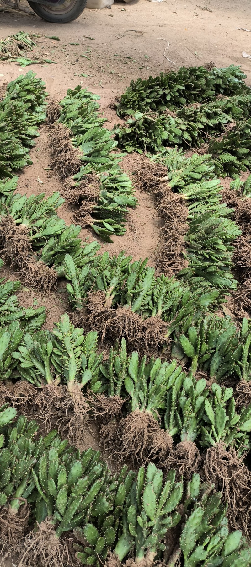 千手观音盆栽植物室内阳台绿植花卉仙人掌类千佛手多肉批发