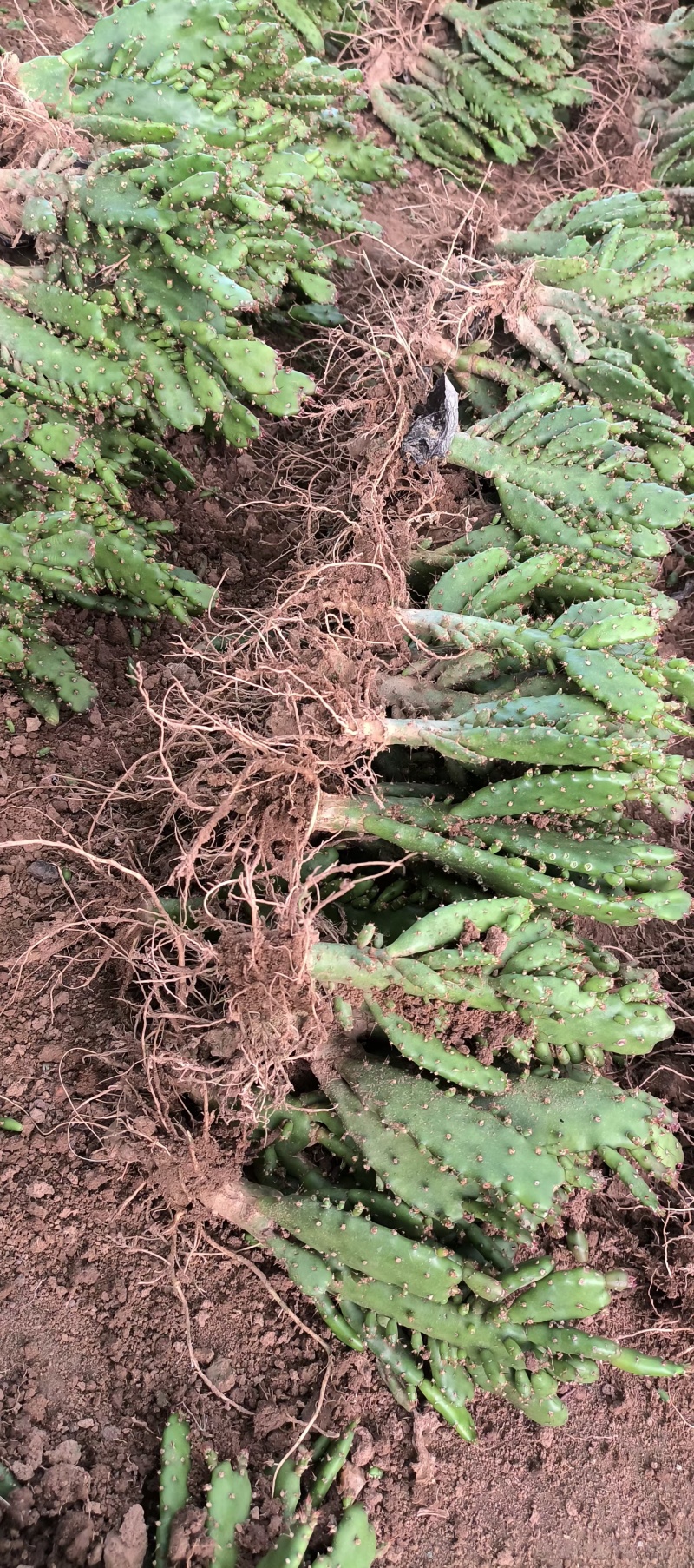 千手观音盆栽植物室内阳台绿植花卉仙人掌类千佛手多肉批发