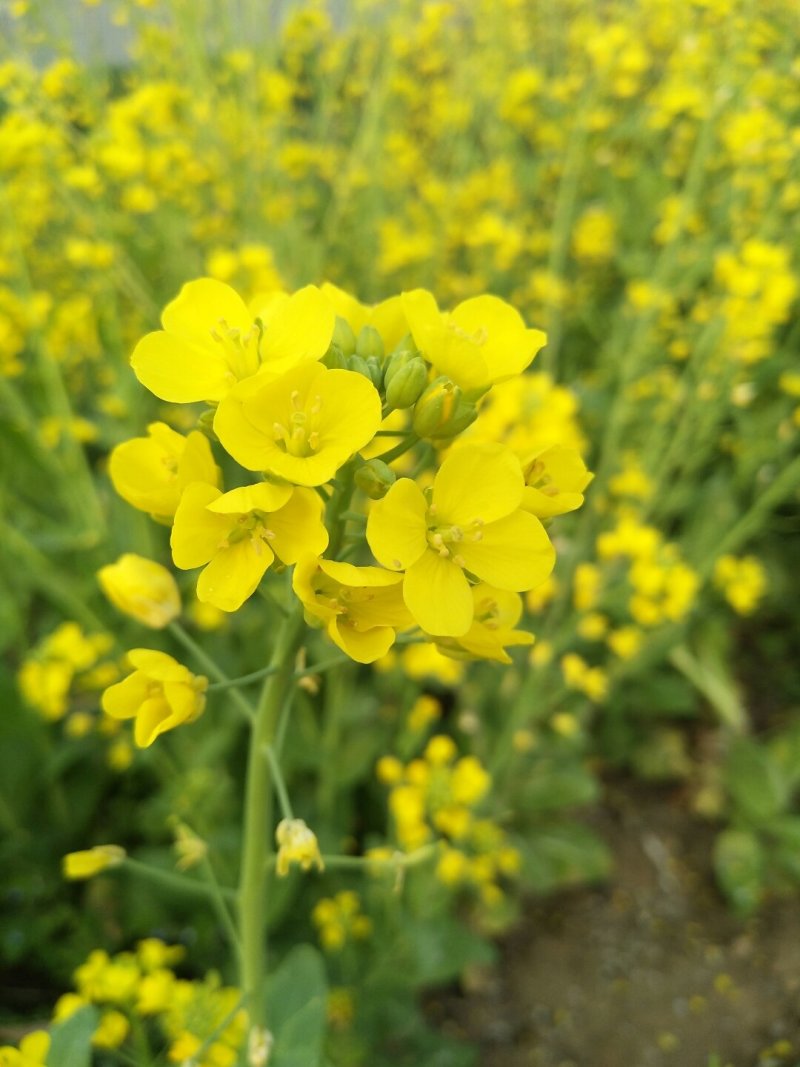 南马矮杆半金油油菜种子高产杂交矮杆耐寒抗倒伏高出油早熟