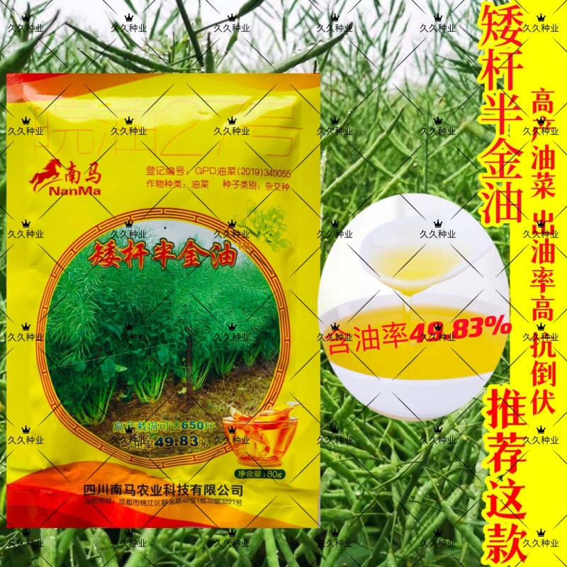 南马矮杆半金油油菜种子高产杂交矮杆耐寒抗倒伏高出油早熟