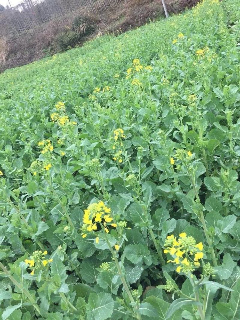 南马矮杆半金油油菜种子高产杂交矮杆耐寒抗倒伏高出油早熟