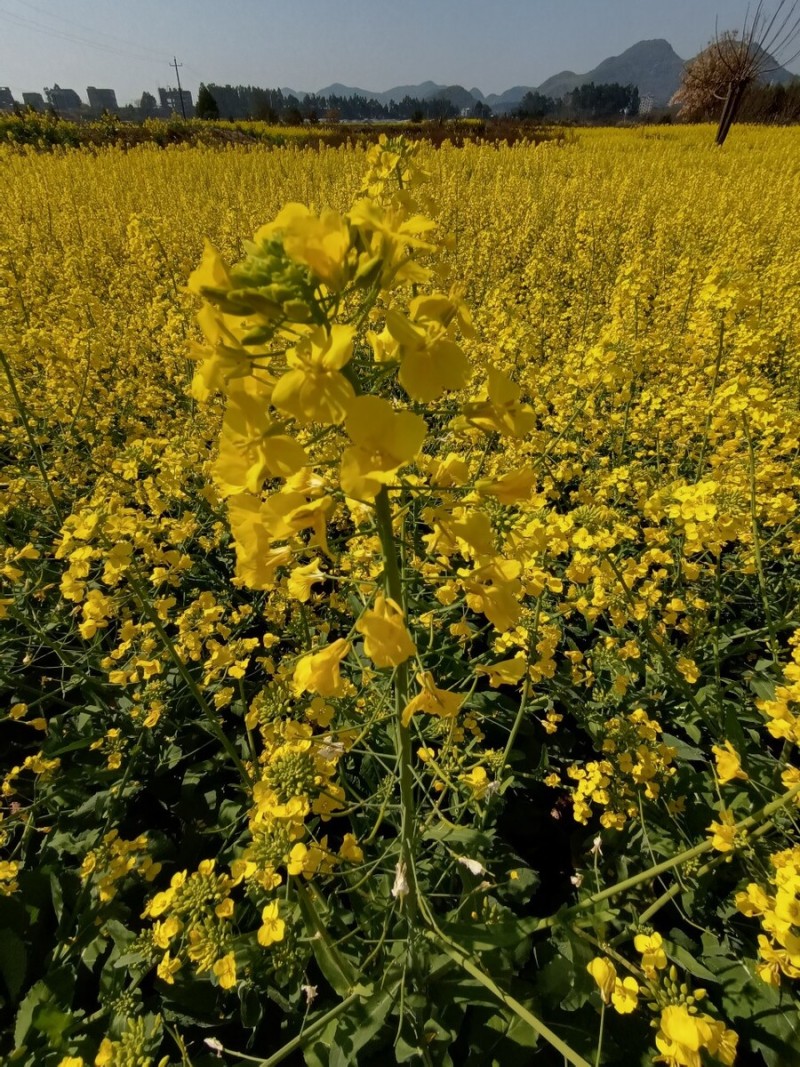 南马矮杆半金油油菜种子高产杂交矮杆耐寒抗倒伏高出油早熟