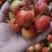 棉球山楂，绵球，产地代办代发，对接批发市场，串糖葫