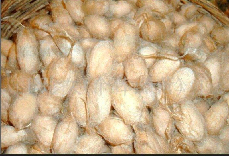 柞蚕茧