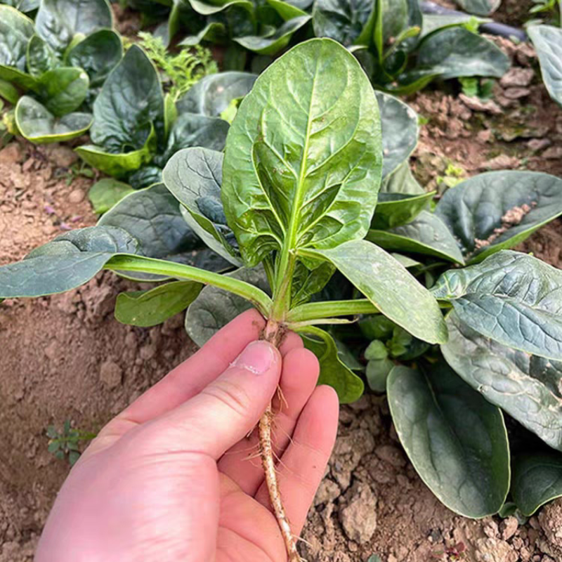 黑誉318大黑叶菠菜种子速生抗病高产菠菜种籽四季秋冬