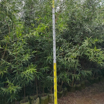 台湾相思布袋断根苗基地直销大量现货供应中