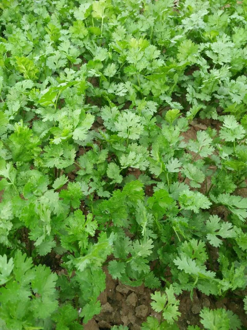 速强201极早速生香菜种子三天出四季播抗热耐寒香菜种子