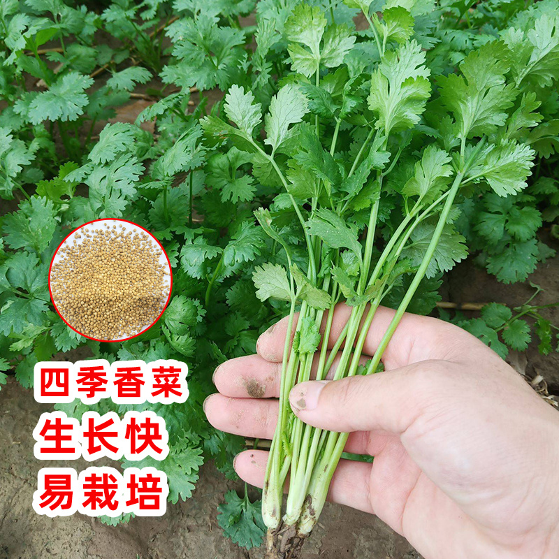 速强201极早速生香菜种子三天出四季播抗热耐寒香菜种子