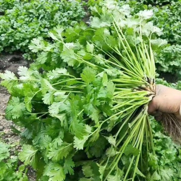 安瑟米香菜种子意大利原装进口芫荽种籽耐寒耐热四季大叶香菜