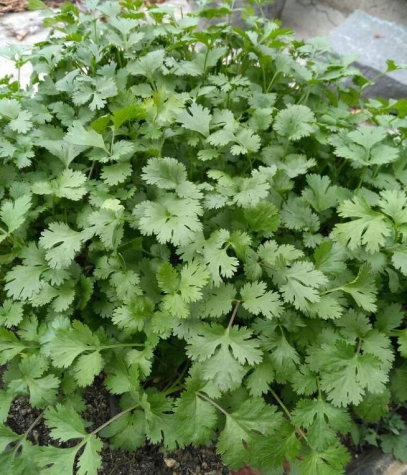 安瑟米香菜种子意大利原装进口芫荽种籽耐寒耐热四季大叶香菜