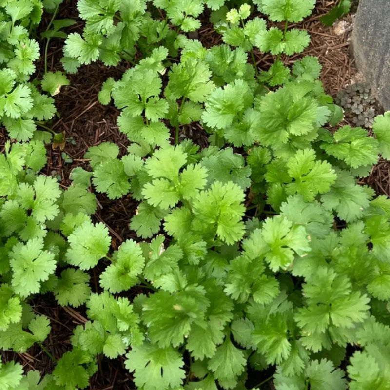 安瑟米香菜种子意大利原装进口芫荽种籽耐寒耐热四季大叶香菜