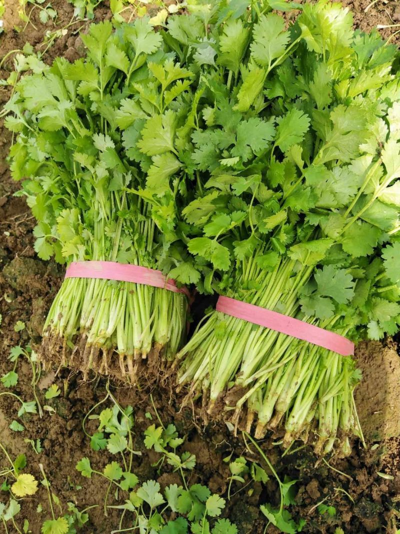 安瑟米香菜种子意大利原装进口芫荽种籽耐寒耐热四季大叶香菜