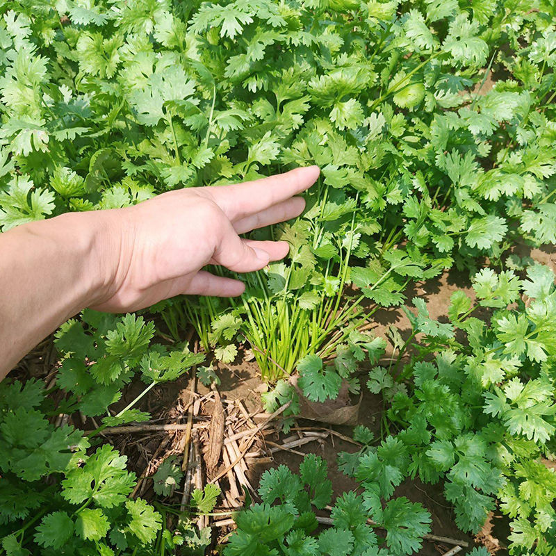 安瑟米香菜种子意大利原装进口芫荽种籽耐寒耐热四季大叶香菜