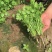 安瑟米香菜种子意大利原装进口芫荽种籽耐寒耐热四季大叶香菜