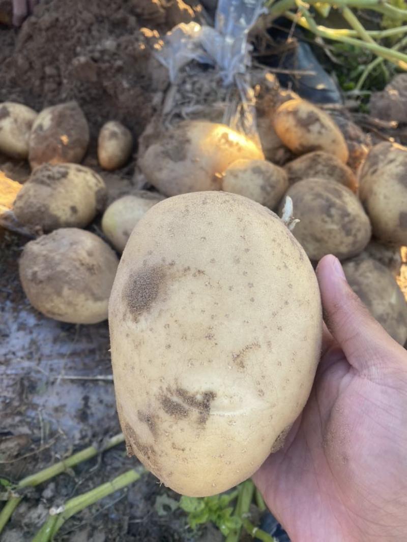 黄心土豆新鲜上市价格美丽对接全国质量好走货快欢迎询价