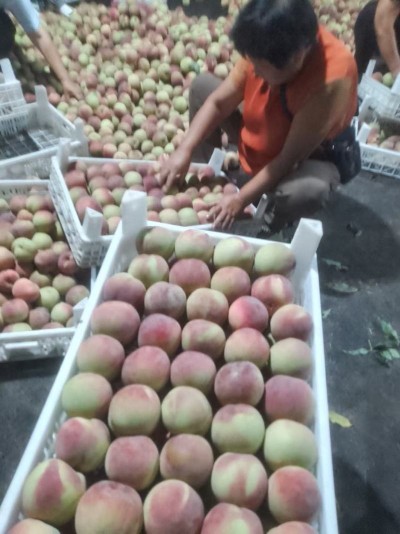 全红蜜，秋桐大量上市了