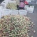 全红蜜，秋桐大量上市了