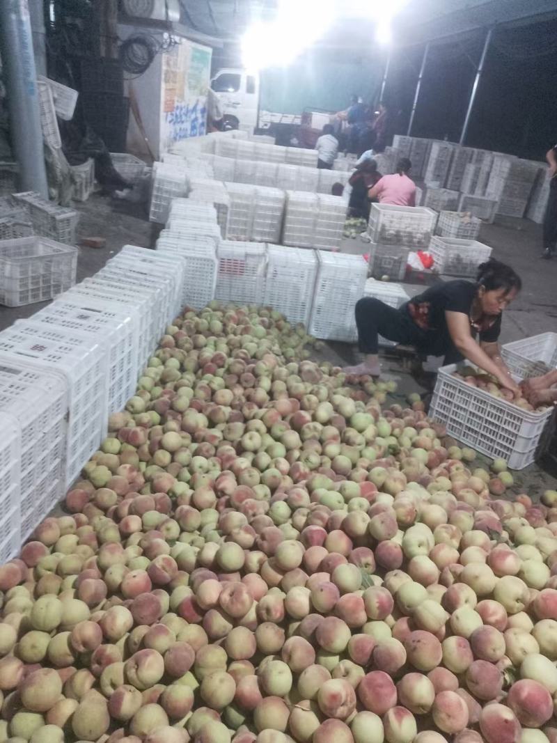 全红蜜，秋桐大量上市了