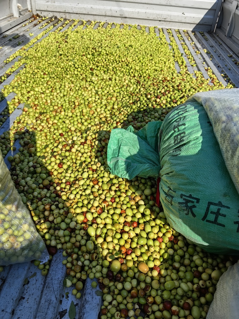 酸枣高品质