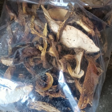 黄牛肝菌干片