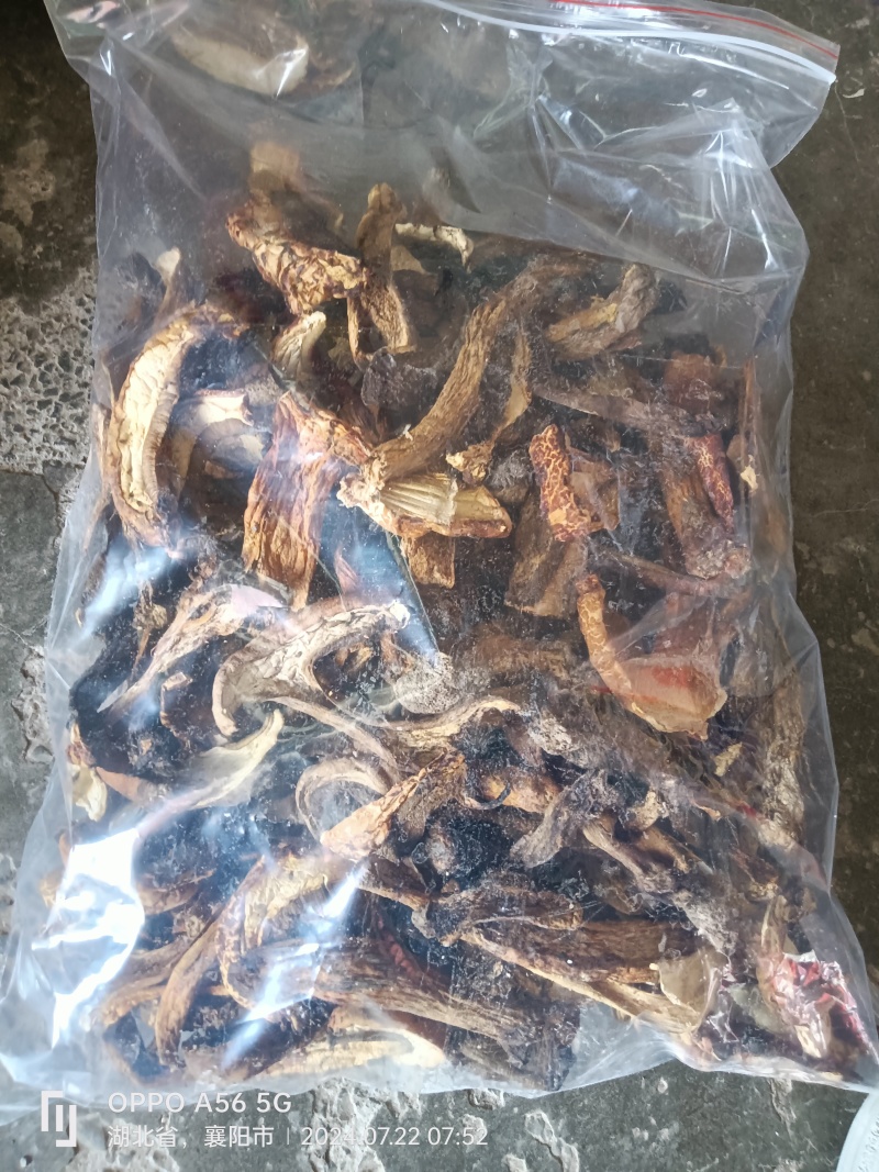 黄牛肝菌干片