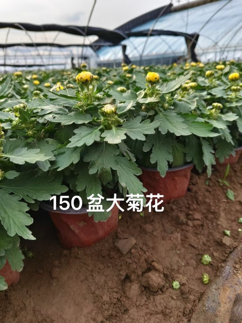 大菊花，九月菊，菊花造型，国庆菊，球菊，基地大量