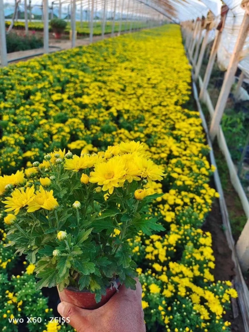 大菊花，九月菊，菊花造型，国庆菊，球菊，基地大量