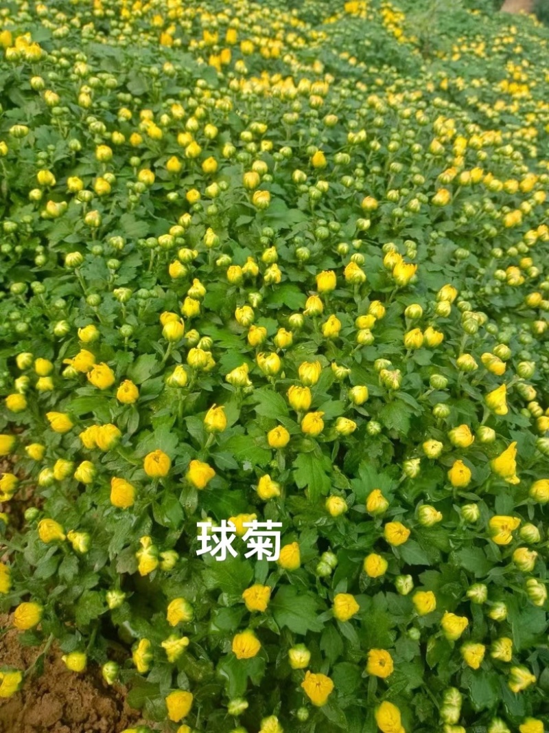 大菊花，九月菊，菊花造型，国庆菊，球菊，基地大量