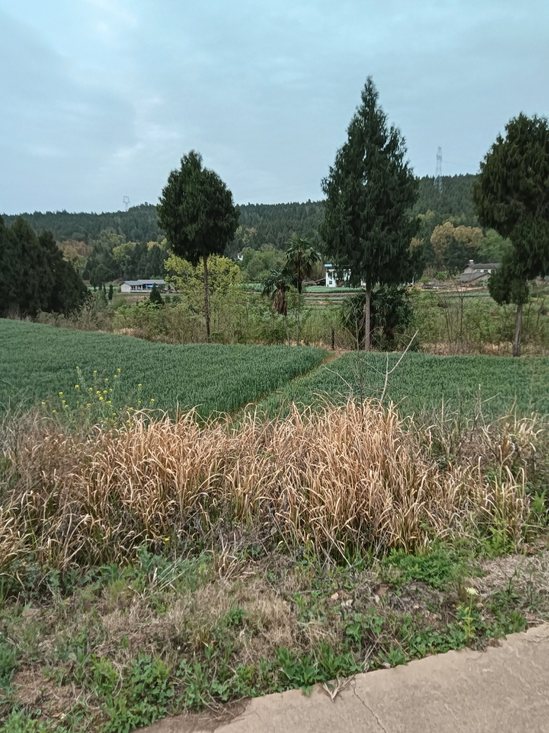 200亩耕地