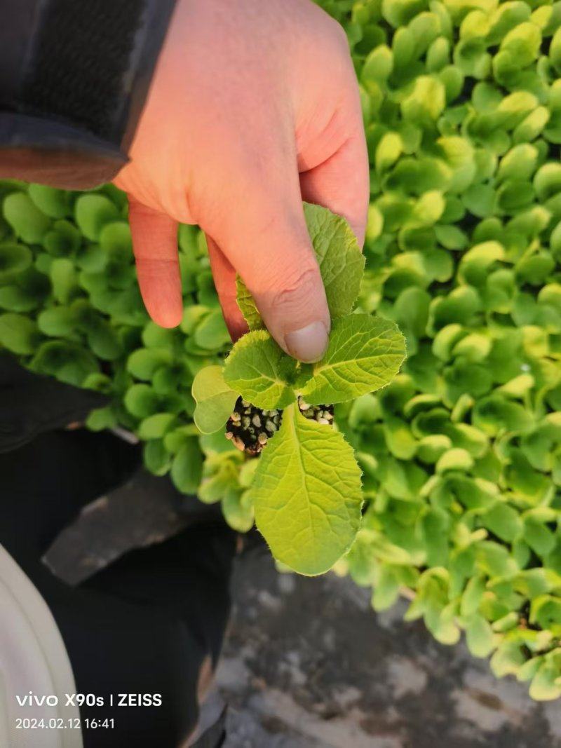 山东青州白菜苗大量上市，对接全国客商支持视频看货