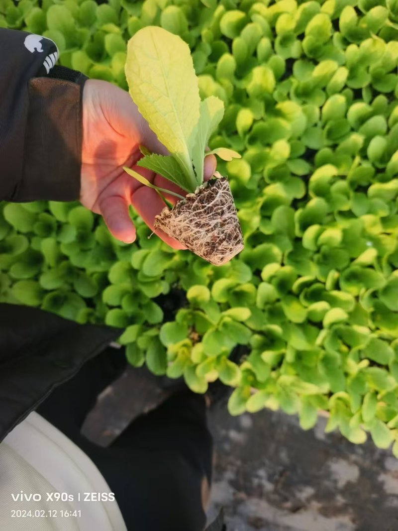 山东青州白菜苗大量上市，对接全国客商支持视频看货