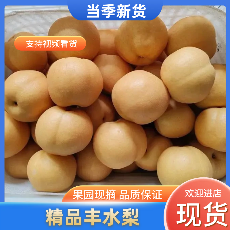 (精品新高梨）山东冠县中心主产区货源充足