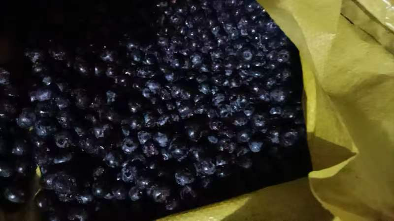 东北蓝莓冷冻果