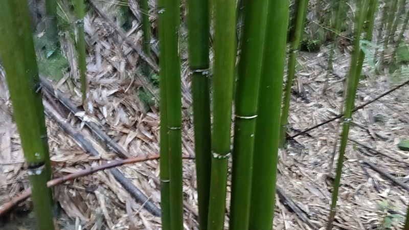 竹竿蔬菜竹竿架子大量供应实心结实可视频看货供全国渠道