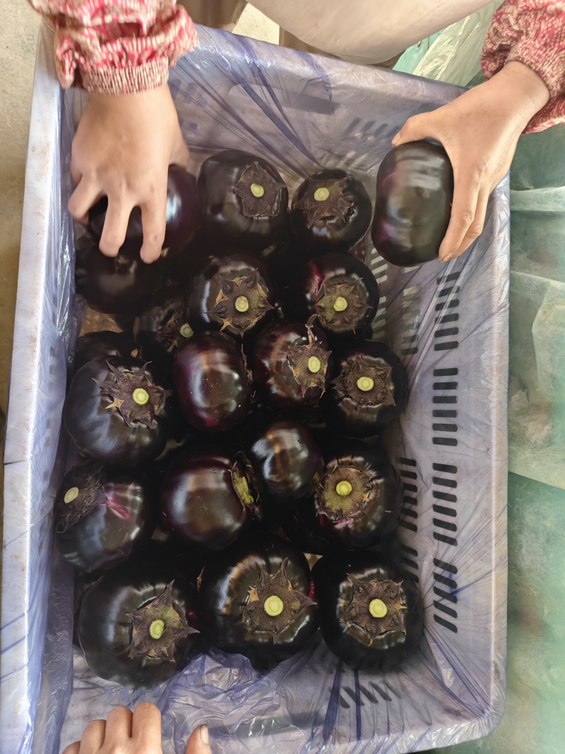 紫光园茄，新鲜上市，价格便宜