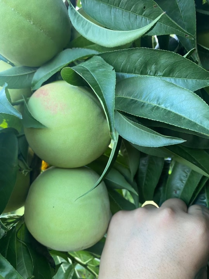 青桃开始了需要的老板联系