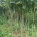 基地供应2公分3公分4公分5公分凌霄花苗花期长
